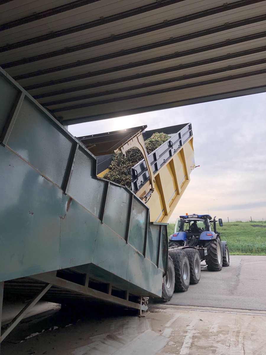 Tussen de buien door #uien #troy #oogst2021 <a href="/FranjeOnions/">FranjeOnions</a>