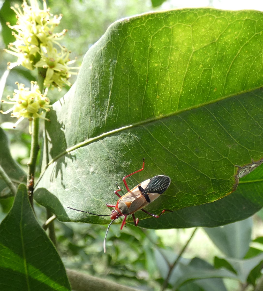 cookswelljikos's tweet photo. Take a moment to have a look at the life in the undergrowth at the demonstration woodlot ((https://t.co/iAN4MGx6J1) as well.
#arthropods #kenyanwildlife #biodiversityKE #knowyourforest https://t.co/38O693d3e3