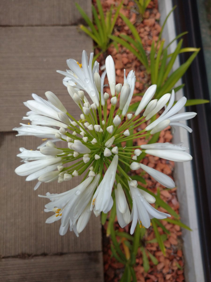 Yoshie レイナルド アーン クロリスに 愛する人に愛される 詩 クロリスは ローマ神話の花と春の女神 ギリシャ神話の 妖精 画家ポッティチェリ 春 プリマヴィラ にもクロリスが描かれ アーンのは 恋人の名前 阪田知樹さん クロリスに は