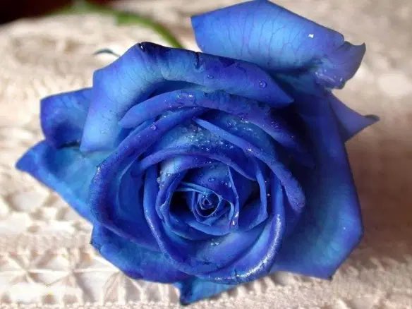 [Breaks into <a href="/RecklessClout/">Lex Remington</a>’s house and steals one of your shirts, leaving a blue rose on your pillow with a note saying “Happy Birthday ~ Soon”]