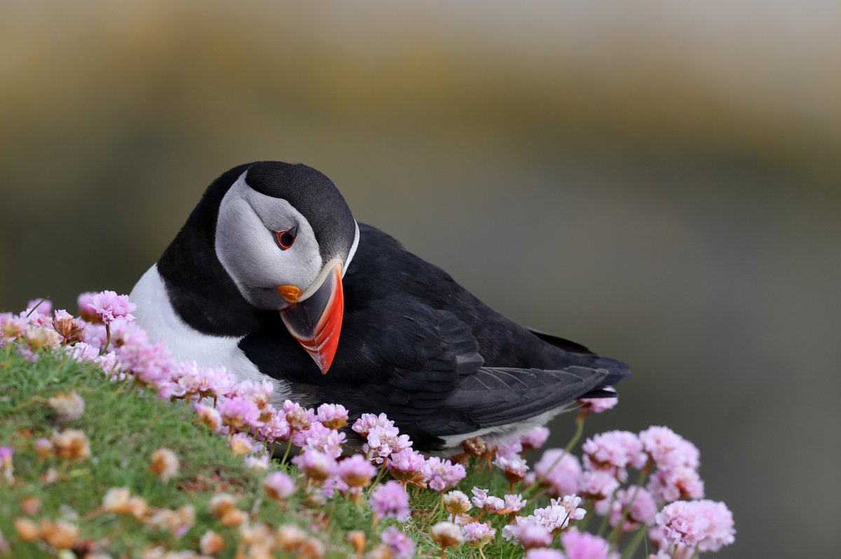 A Puffin yesterday enjoying a contemplative moment in a bed of Thrift. While some birds are busily bringing fish ashore, others are taking some time out to rest, do some feather maintenance, have a little snooze. This bird did all of that, eventually falling asleep before us.