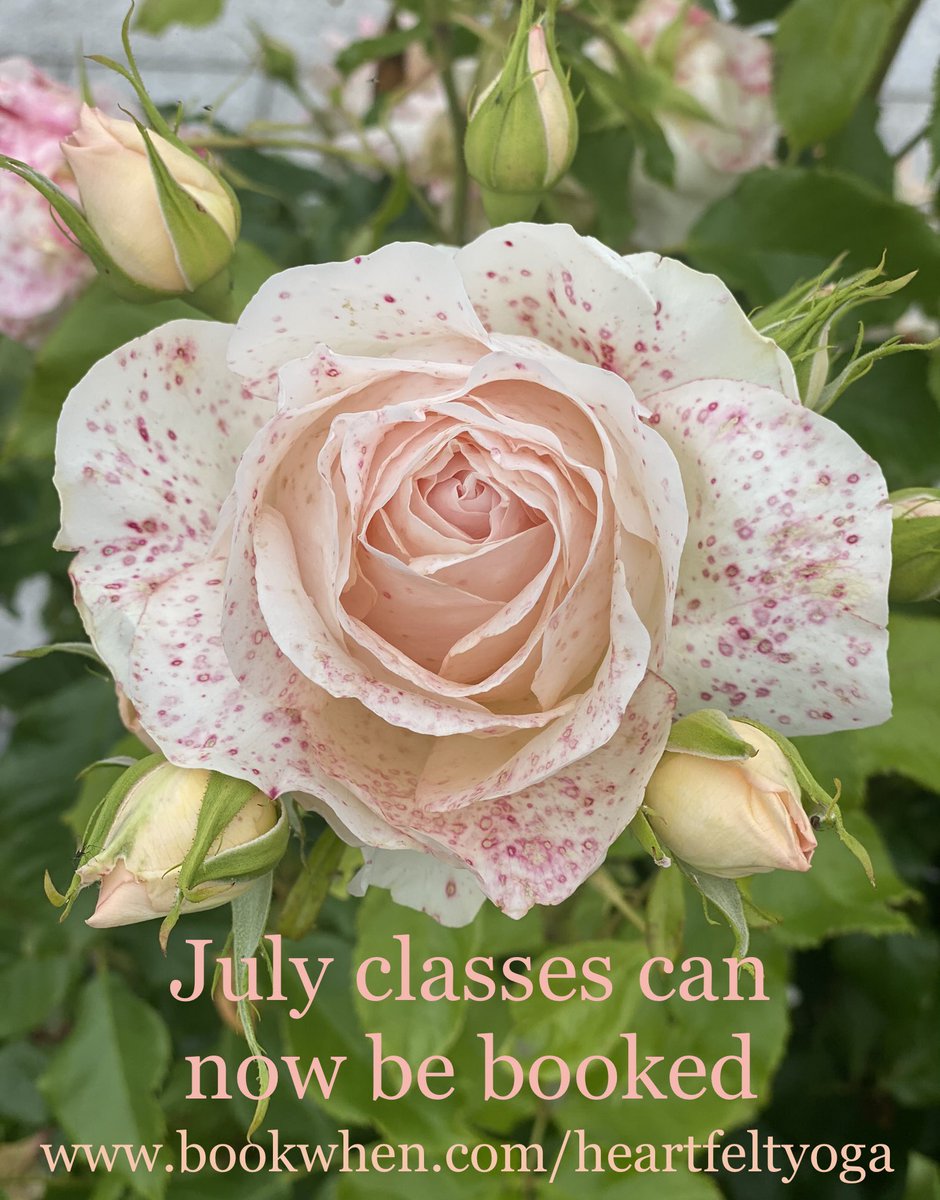 Vikkikavanagh's tweet photo. “July is dressed up and playing with June” sang the Isley Brothers, we welcome another month of classes now available to book online.
With our external weather as challenging as the weather of our lives, Hatha yoga is there to support you. 🙏🏻
#yoga #yogaclasses #essex  #havering https://t.co/tnDcqYhY5K