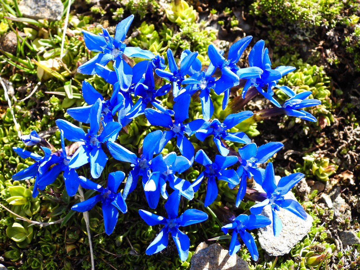 chaletnormalie tweet media