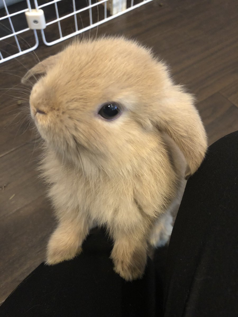 うさぎカフェ ミニヨン Cafe Mignon ট ইট র