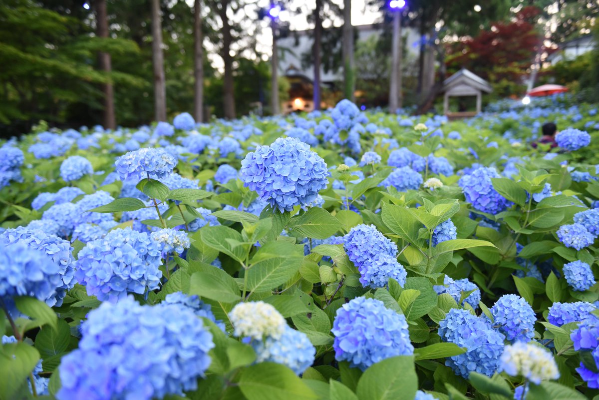 ট ইট র 読売新聞秋田支局 週末に男鹿市にあるアジサイ寺 雲昌寺 に行きました ちょうど見頃を迎えていて 境内は一面の青 秋田が誇る絶景です 男鹿 紫陽花 ট ইট র 読売新聞秋田支局 週末に男鹿市にあるアジサイ寺 雲昌寺 に行きました ちょうど見頃を迎えていて 境内は一面の青 秋田が誇る絶景です 男鹿 紫陽花