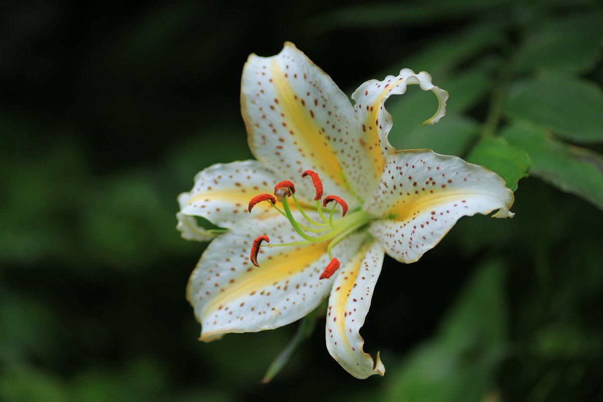 perry0103's tweet photo. 素敵なお花探し。
#紫陽花
#アナベル
#くりはまはなの国
#写真で伝える私の世界
#写真好きと繋がりたい https://t.co/6PcfAKc7CT