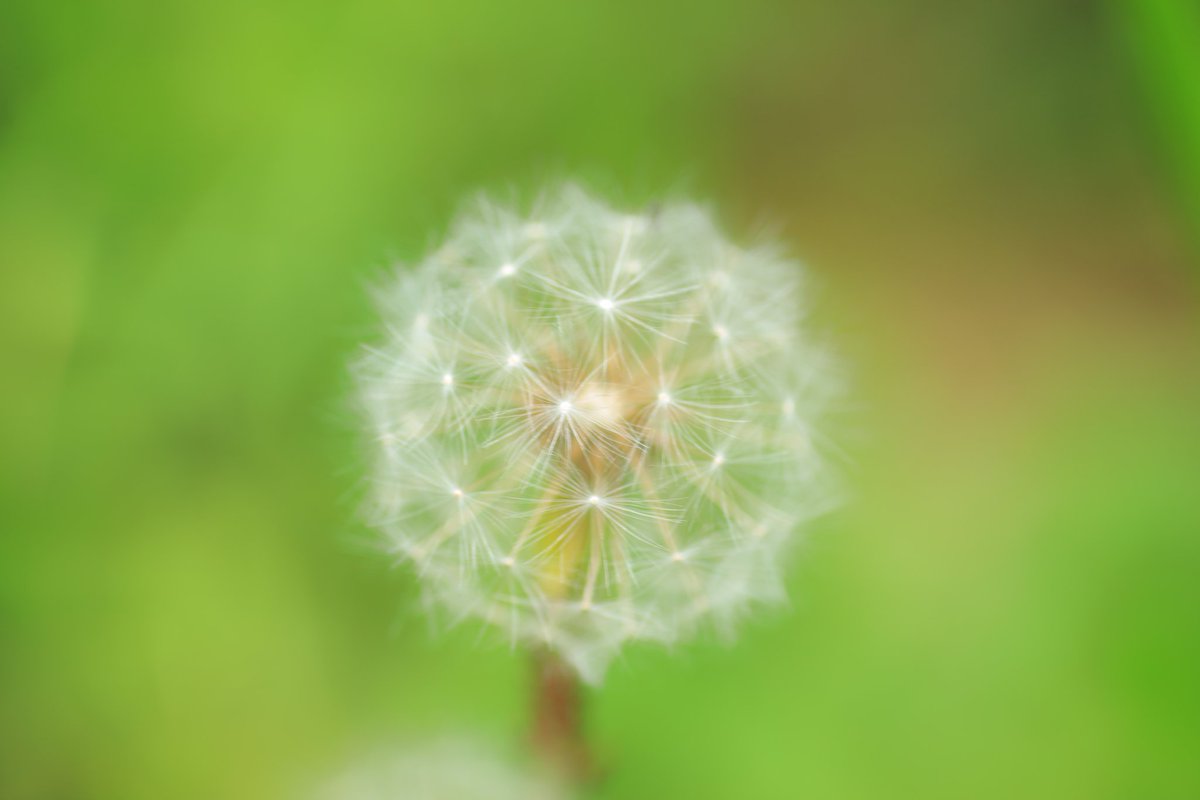 perry0103's tweet photo. 素敵なお花探し。
#紫陽花
#アナベル
#くりはまはなの国
#写真で伝える私の世界
#写真好きと繋がりたい https://t.co/6PcfAKc7CT