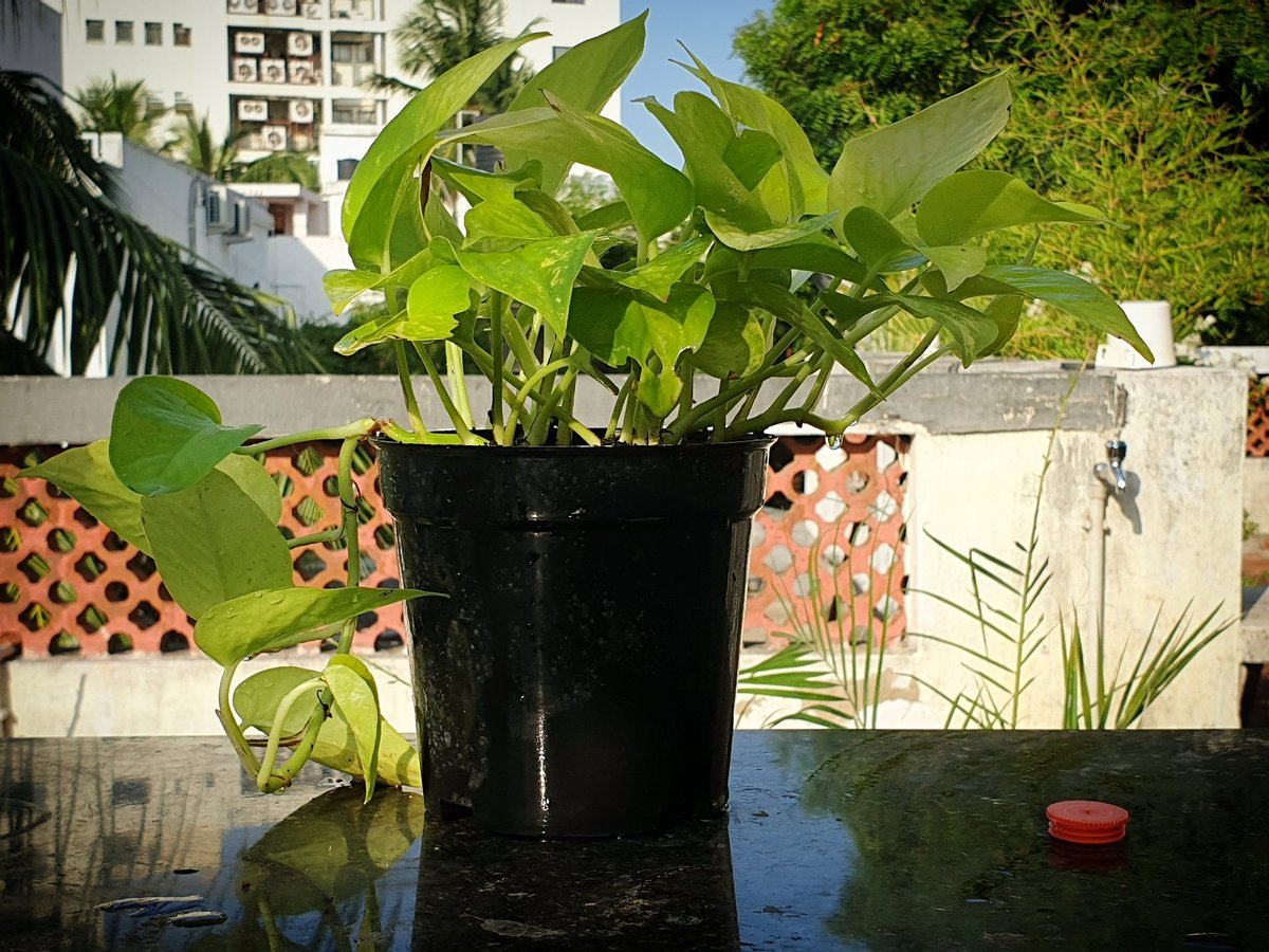 BoozanOfficial's tweet photo. New Member At #BoozansGarden - #GoldenPothos 

#Pothos #Garden #TerraceGarden #Boozan #PlantOfInstagram #PlantsOfTwitter #PlantLover #PlantsnPets #PlantParent https://t.co/u1TIIyPwc4