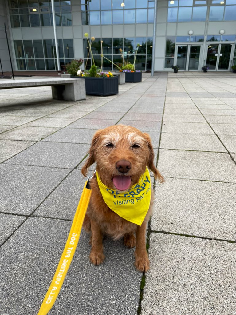 cilla_dog's tweet image. Just arrived for visiting @LGS_Junior @LGS_Senior #dogs #petsastherapy #PATdog #labradoodle #Monday #MondayMotivation #MondayVibes
