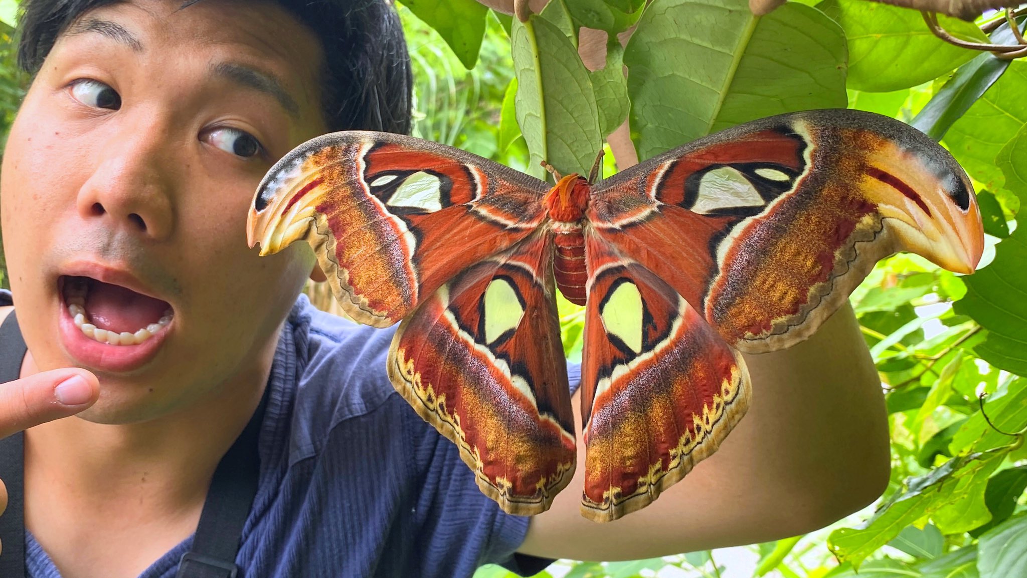 鰐◇WANI в X: „編集ミスってたので上げ直しました 南の島の山奥