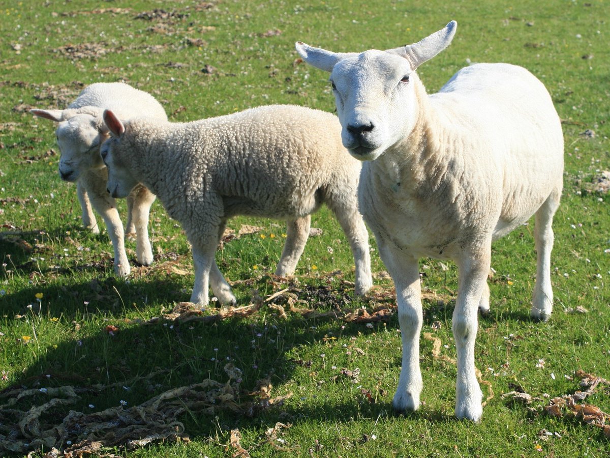 Создание холдингом «Дамате» откормочной площадки в Ставропольском крае, включенной в цепочку поставок баранины для перерабатывающих предприятий компании, позволит увеличить ежегодное производство этого вида мяса в регионе на 2,5 тыс. т 

Подробнее: is.gd/ZyXzpv