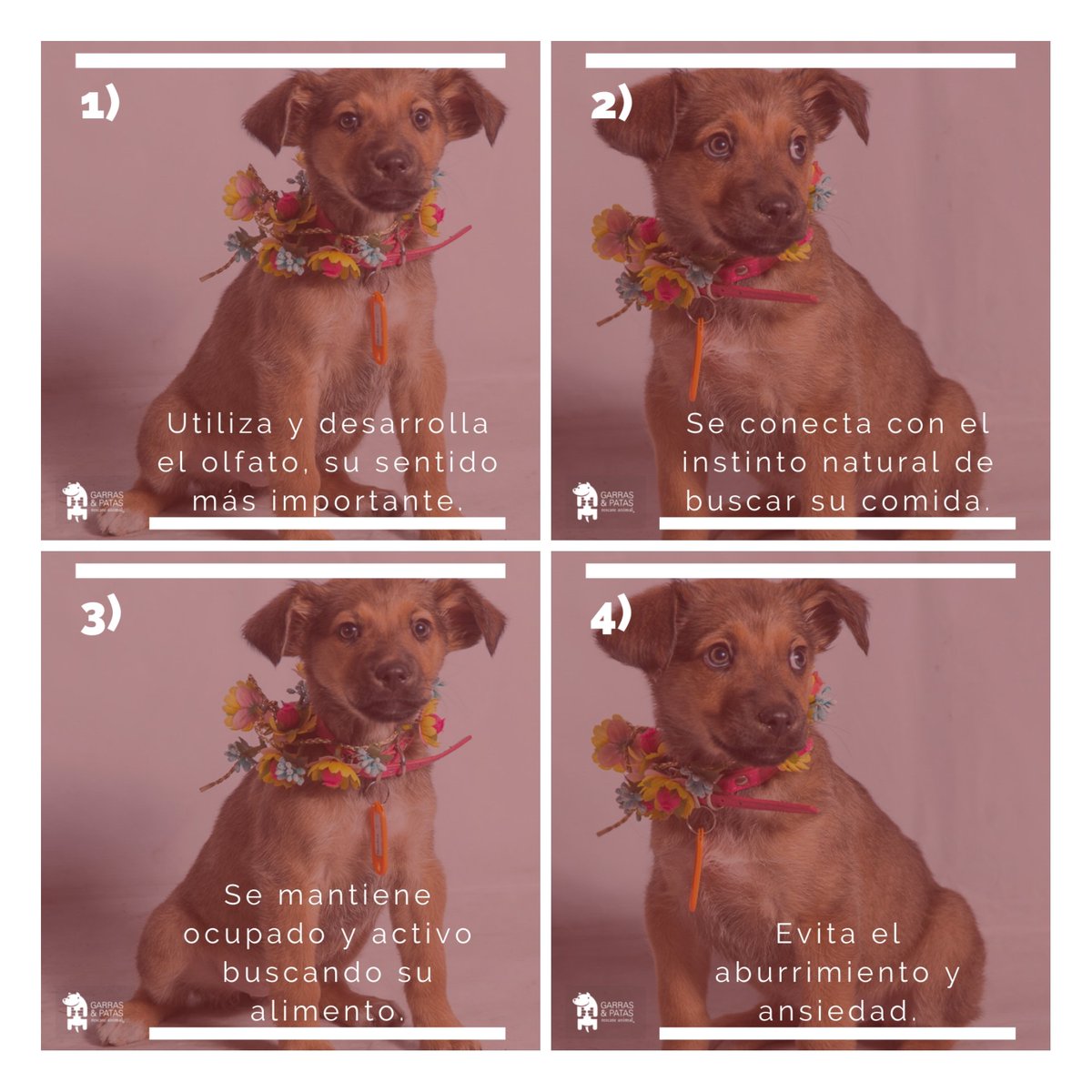 F_GarrasyPatas's tweet photo. ¿Tu mascota recibe la suficiente estimulación mental, física y emocional? La mayoría de las personas trabajamos todos los días y nuestras mascotas quedan solas en casa. Te dejamos #8Razones para que intentes no usar plato y que así "trabaje" por su comida. #TenenciaResponsableGyP https://t.co/MctPoaQhjC
