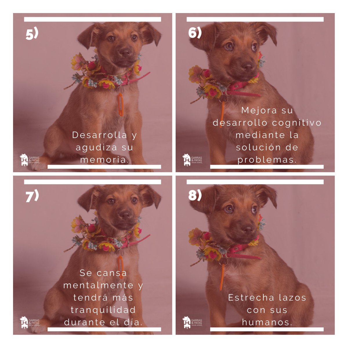 F_GarrasyPatas's tweet photo. ¿Tu mascota recibe la suficiente estimulación mental, física y emocional? La mayoría de las personas trabajamos todos los días y nuestras mascotas quedan solas en casa. Te dejamos #8Razones para que intentes no usar plato y que así "trabaje" por su comida. #TenenciaResponsableGyP https://t.co/MctPoaQhjC