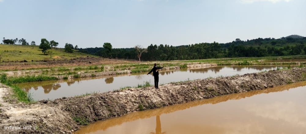 Dr_JibCares's tweet photo. Promoting #Aquaculture is our #8th goal, below are some of our #Aquaparks established #Kyiryabishoro (Ibanda) & #Butembe (Busoga) Aquaparks. We identify water ponds, modernize them, donate 🎏 🎏& gazzete them for farmers to utilize.
Thank you @MAAIF_Uganda @OWC_ug @mtni_ug 🌳🌳 https://t.co/mABjic9B2p