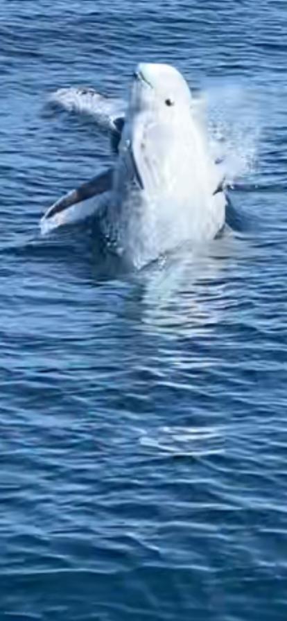 Reading Lions HC tweet media