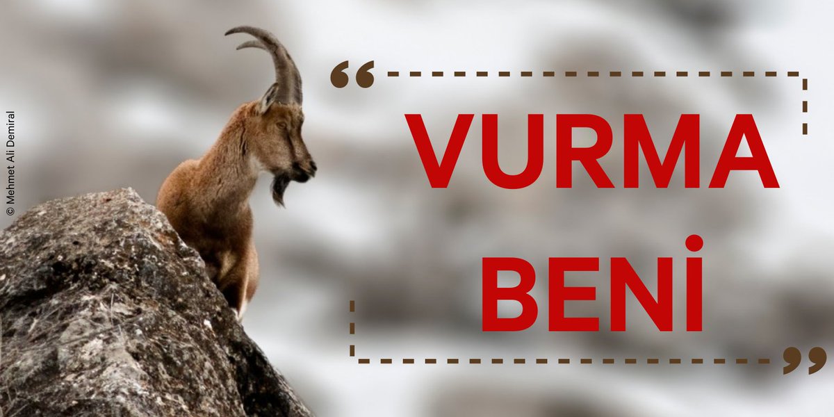 kazdaglariist's tweet photo. #HayvanlarYaşamakİstiyor |
Merkez Av Komisyonu, 30 Haziran'da bu sezon hangi türlerin öldürüleceğine karar vermek için toplanıyor!

Peki bu canilik konusunda hayvanlar ne diyor? 👇🏿👇🏿👇🏿 https://t.co/M5DaJQhujY