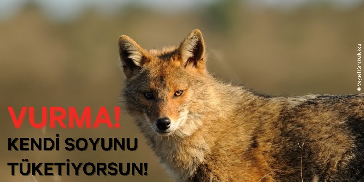 kazdaglariist's tweet photo. #HayvanlarYaşamakİstiyor |
Merkez Av Komisyonu, 30 Haziran'da bu sezon hangi türlerin öldürüleceğine karar vermek için toplanıyor!

Peki bu canilik konusunda hayvanlar ne diyor? 👇🏿👇🏿👇🏿 https://t.co/M5DaJQhujY