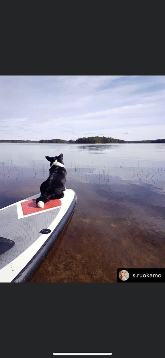 What’SUP dog?😏

#pure2improve #pure4fun #puresup #supping #suppingwithdogs #supdog