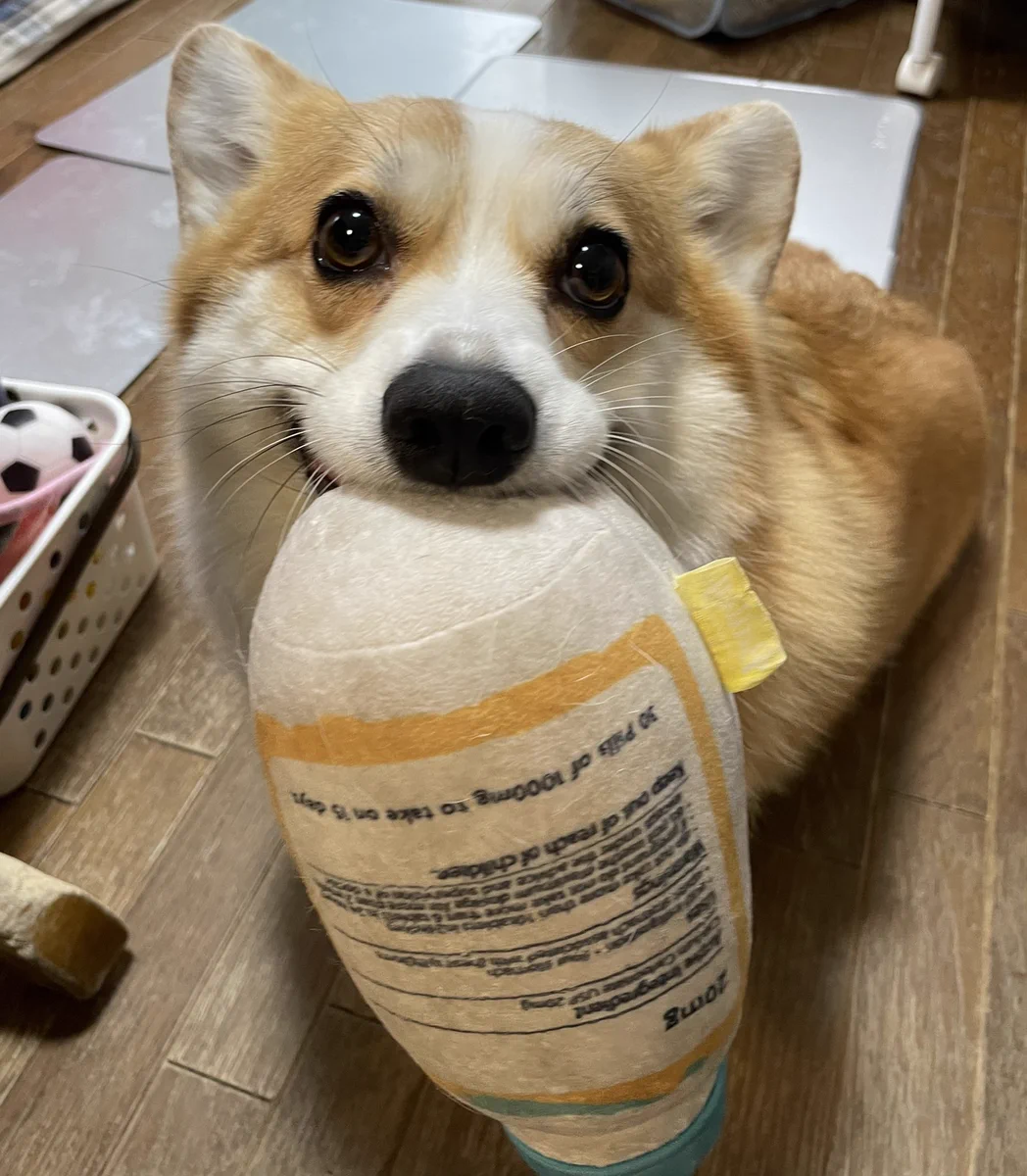 コーギーの可愛らしい部分！おもちゃくわえた時のお口の膨らみ！