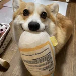 コーギーの可愛らしい部分!おもちゃくわえた時のお口の膨らみ!