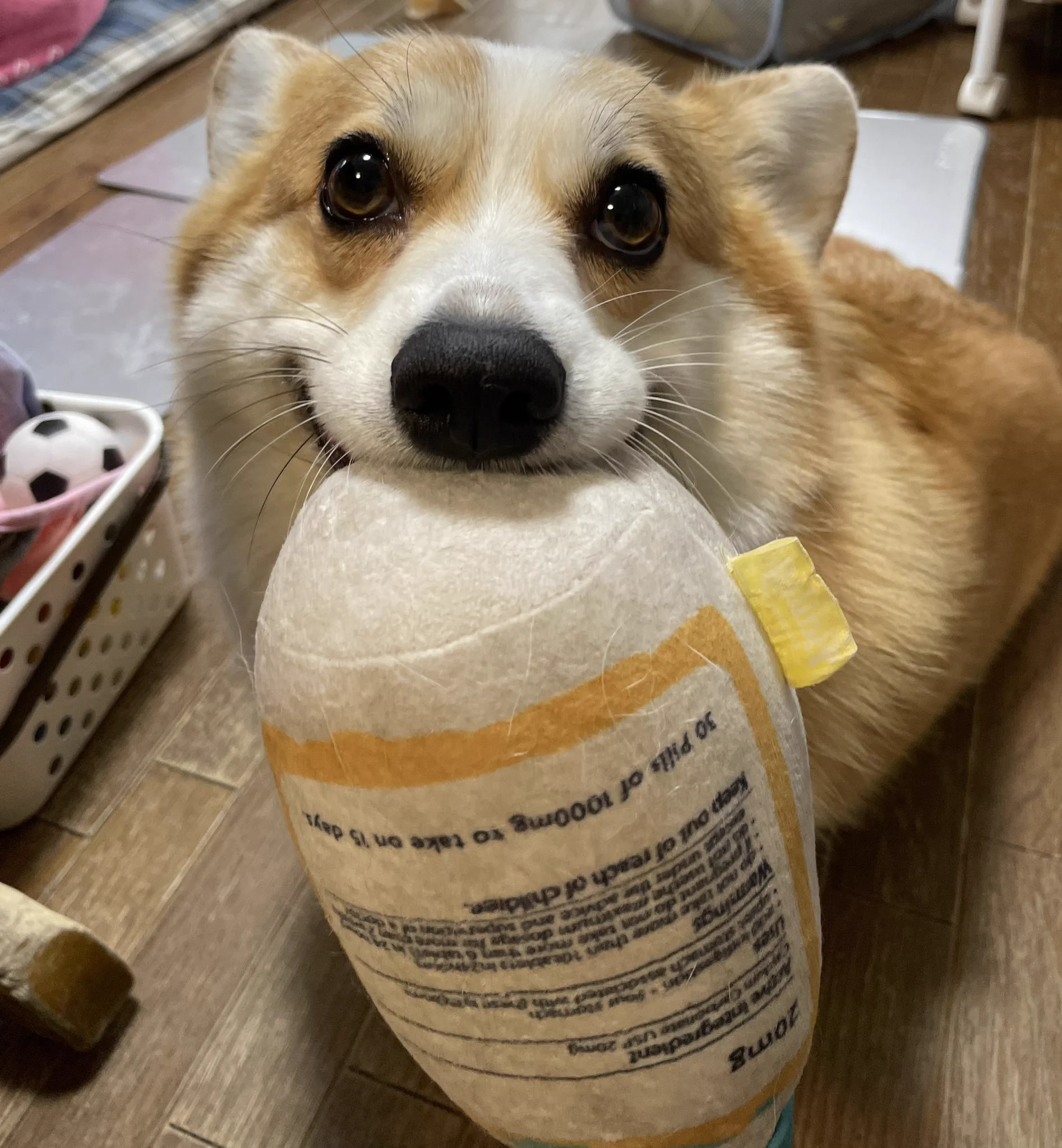 コーギーの可愛らしい部分！おもちゃくわえた時のお口の膨らみ！