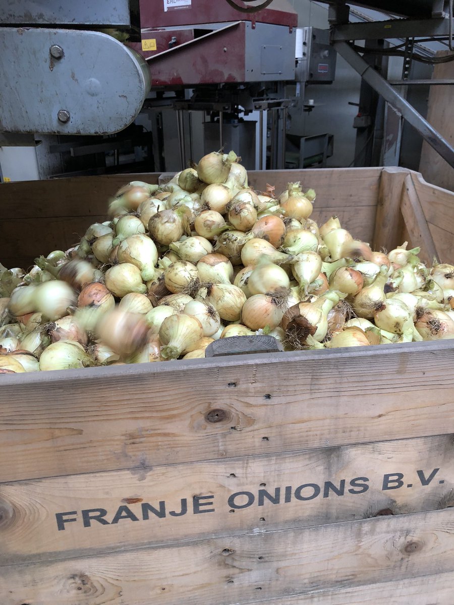 Eerste #nieuwe #uien #sorteren #oogst2021 😂🧅💪💯