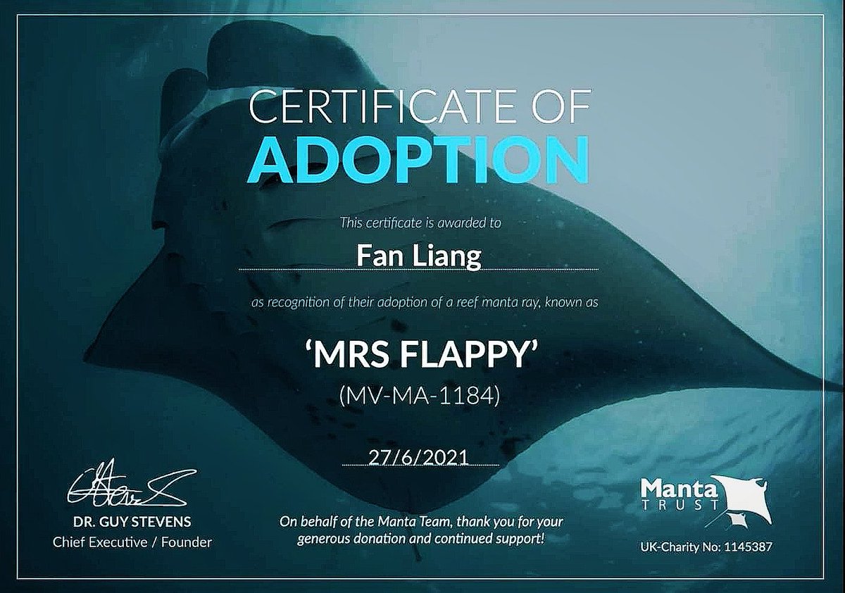 1121lf's tweet photo. Through Manta Trust UK, I adopted this brave girl, Mrs Flappy, who is a survivor. Mrs Flappy is a gorgeous manta (蝠鲼), she was spot an impressive shark bite scar plus wounds inflicted when she became entangled in discarded fishing line in 2017. Fortunately, she was rescued. https://t.co/LBTXM3Bqrd