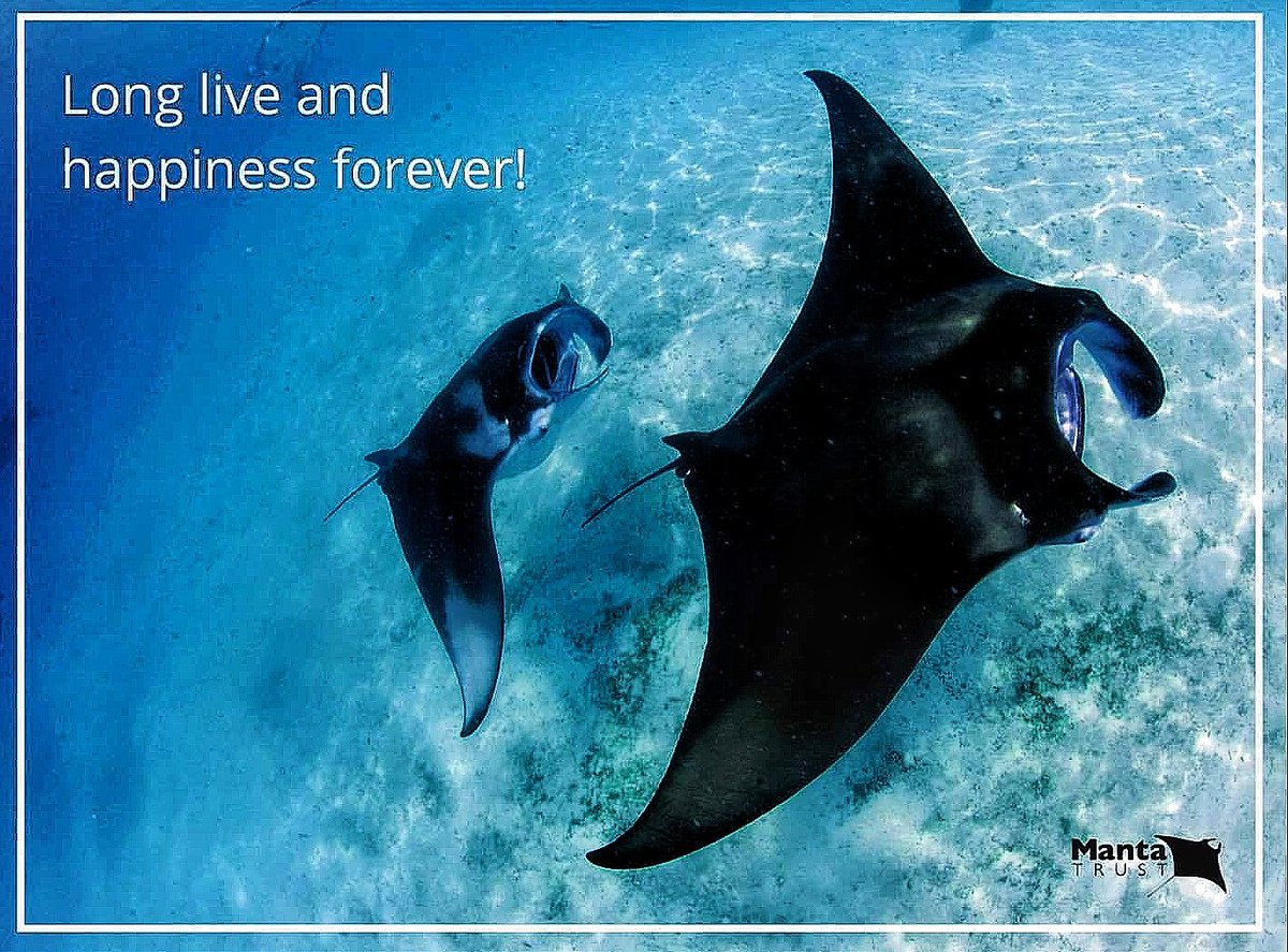 1121lf's tweet photo. Through Manta Trust UK, I adopted this brave girl, Mrs Flappy, who is a survivor. Mrs Flappy is a gorgeous manta (蝠鲼), she was spot an impressive shark bite scar plus wounds inflicted when she became entangled in discarded fishing line in 2017. Fortunately, she was rescued. https://t.co/LBTXM3Bqrd