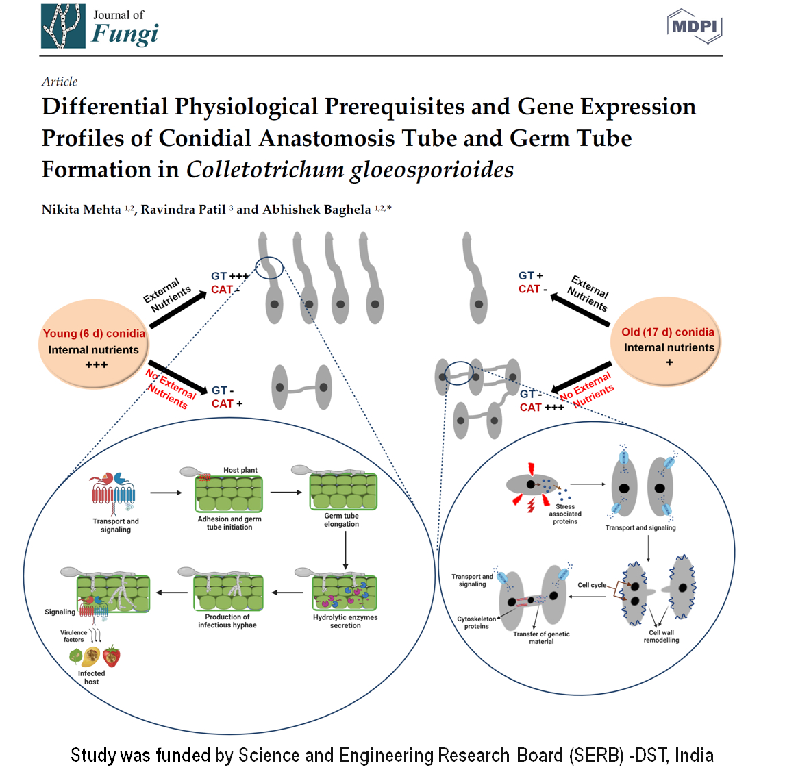 abhi4fungi's tweet image. Pleased to share our paper on deciphering differential physiological &amp;amp; molecular prerequisites of Conidial Anastomosis Tube &amp;amp; Germ Tube formation in C. gloeosporioides mdpi.com/1164854 Kudos @Nikita_myco2312 @serbonline @IndiaDST #fungalpathogen #cellfusion #transcriptome