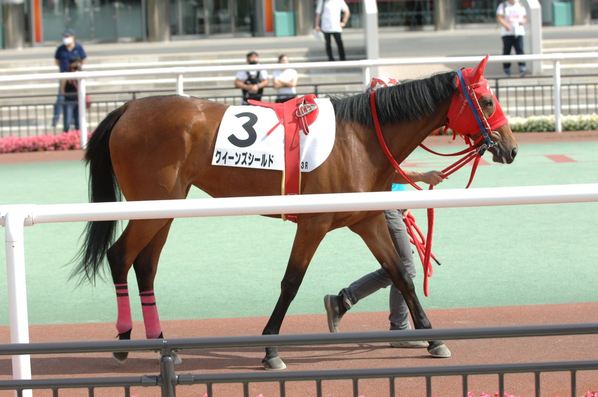 東京シティ競馬 Tck 本日の2歳新馬たち 今日デビューを迎えたのは21頭 今日も全頭をご紹介します まずは第3レース 6 28 大井3r １ ショウナンハチマン ２ ヤマトザクラ ３ クイーンズシールド ４ ヤマイチアジア