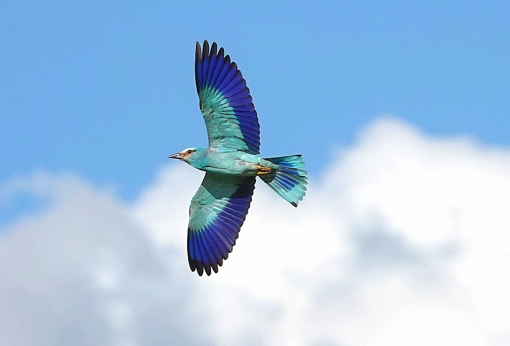 My dad's photo of the Roller at Icklingham! 
<a href="/RareBirdAlertUK/">RareBirdAlertUK</a>
<a href="/BirdGuides/">BirdGuides</a>
Taken on 26/06/21