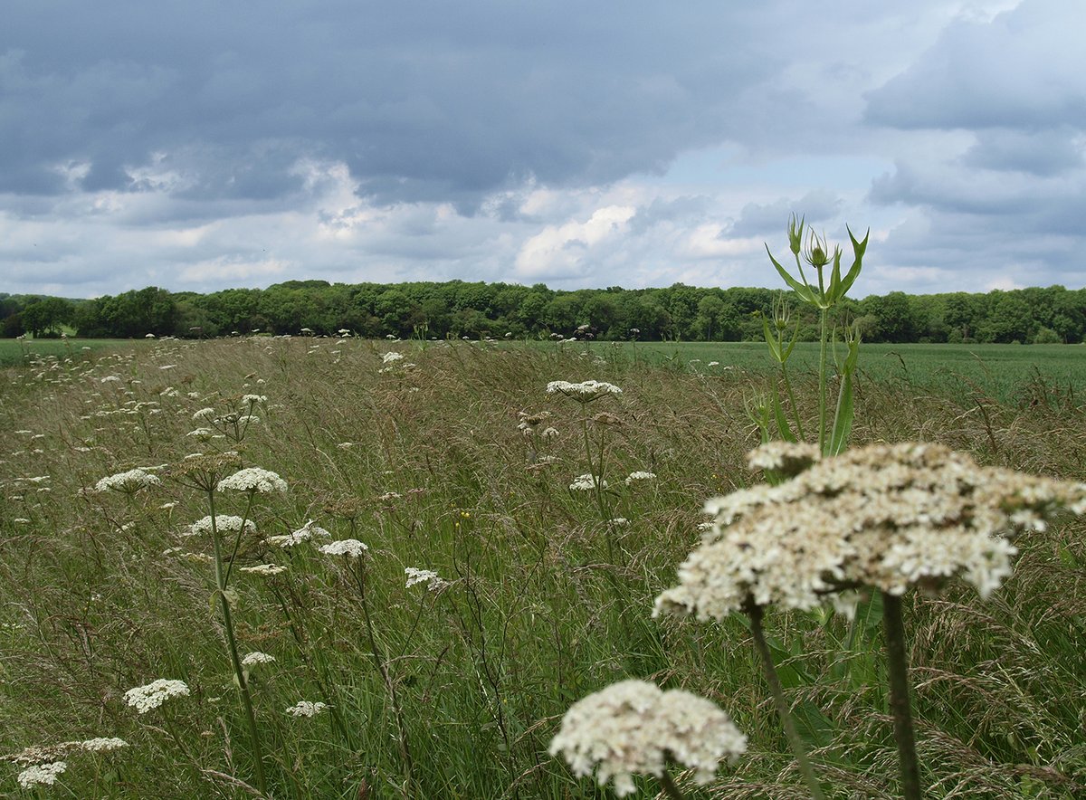❗️LAST CHANCE TO OBJECT TO THE GREENWOOD DEVELOPMENT BY 1ST JULY❗️
Please lodge your objections to the proposed new town development on this stunning piece of #Bedfordshire countryside next to an ancient woodland. You can read all about it here cprebeds.org.uk/news/greenwood…