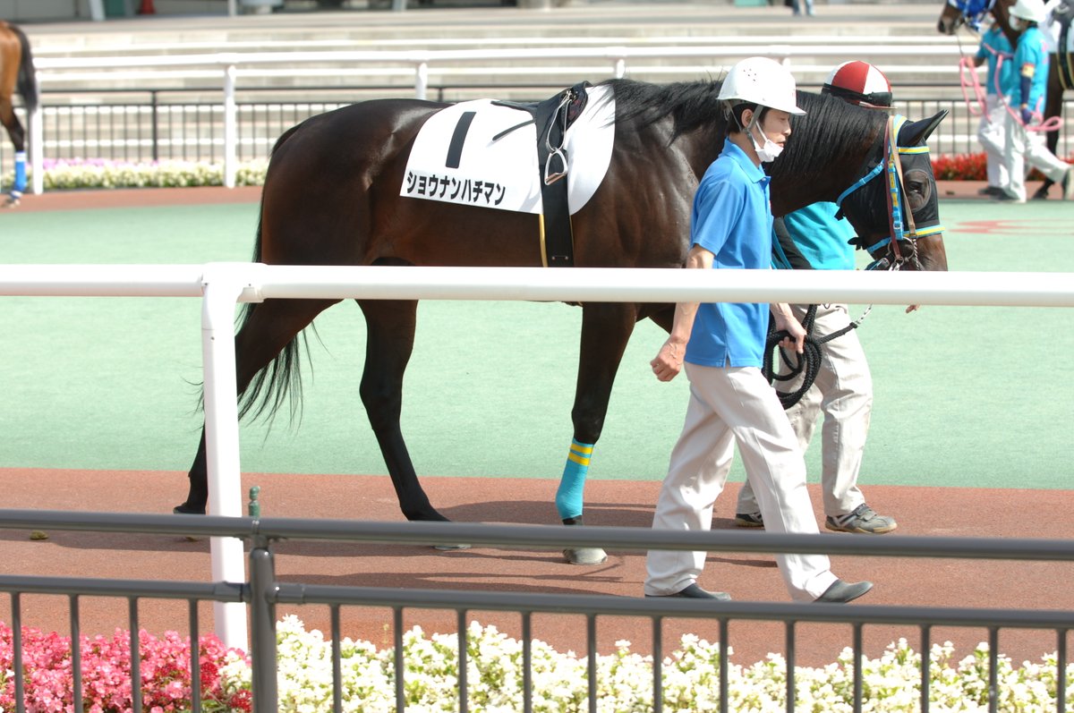 東京シティ競馬 Tck V Twitter 本日の2歳新馬たち 今日デビューを迎えたのは21頭 今日も全頭をご紹介します まずは第3レース 6 28 大井3r １ ショウナンハチマン ２ ヤマトザクラ ３ クイーンズシールド ４ ヤマイチアジア