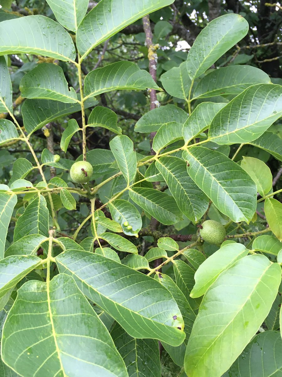 ben_keylock's tweet photo. Will the squirrels be patient and let the #walnuts ripen this year? #westhagbourne

@NearbyWild 
@UKNatureAware 
@NatureUK 
@Britnatureguide 
@iNatureUK https://t.co/EBOAI22Kfq