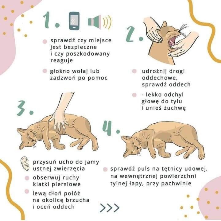 cholewajasna's tweet image. rt