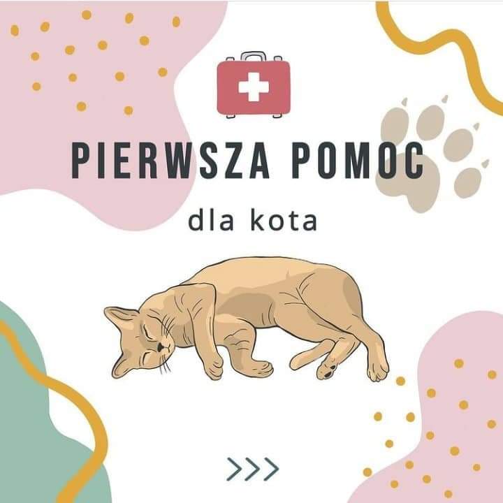 cholewajasna's tweet image. rt