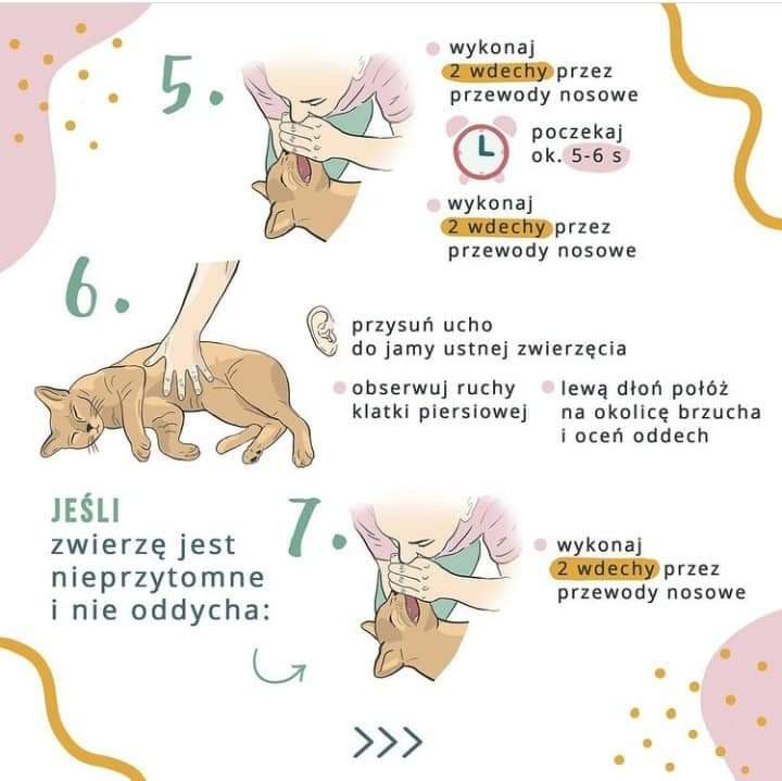 cholewajasna's tweet image. rt