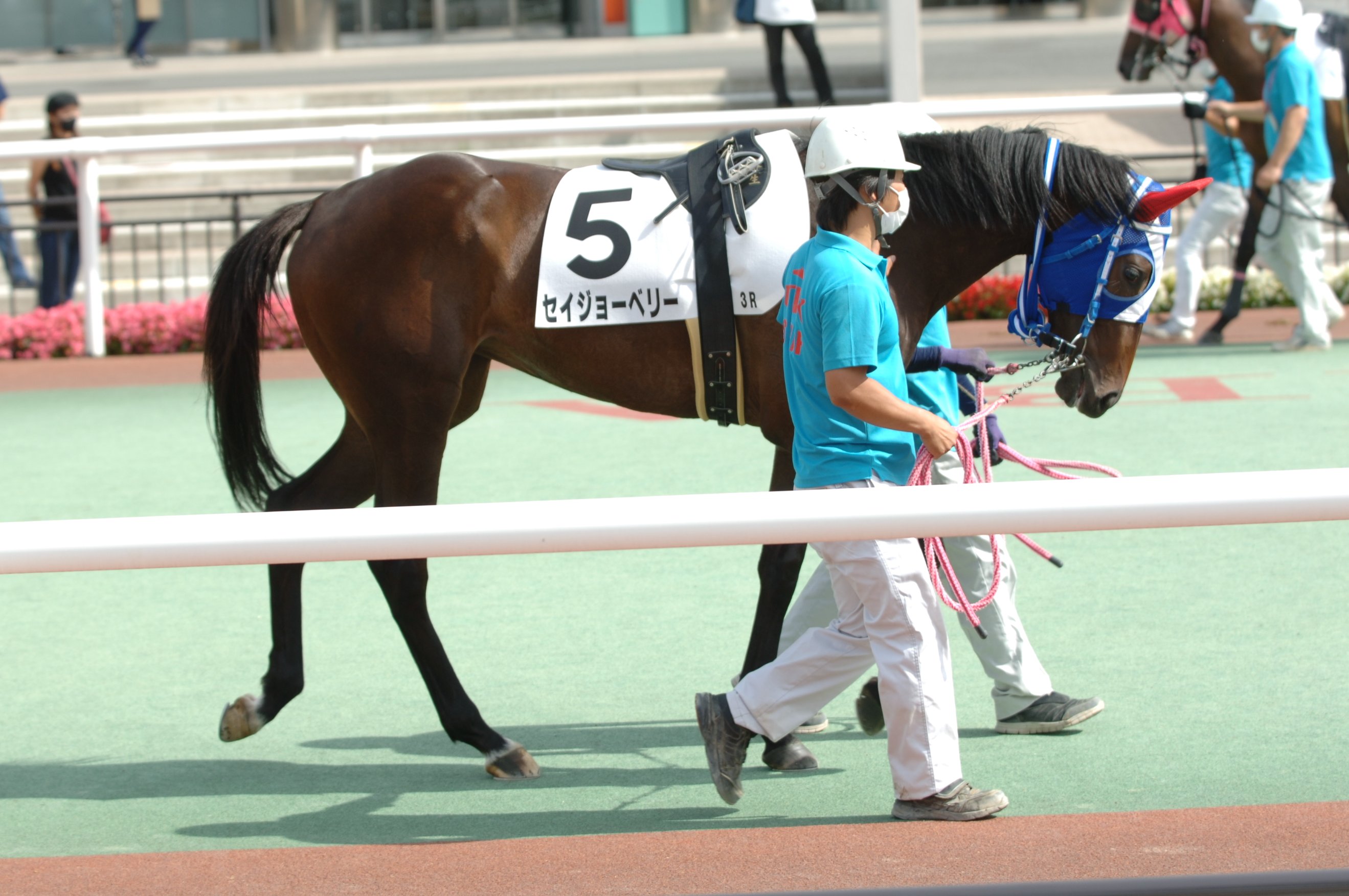 東京シティ競馬 Tck ５ セイジョーベリー ６ アスランフリー ７ クロフネノホシ ８ バジガクシャーンス T Co Hkwuduzyaa Twitter