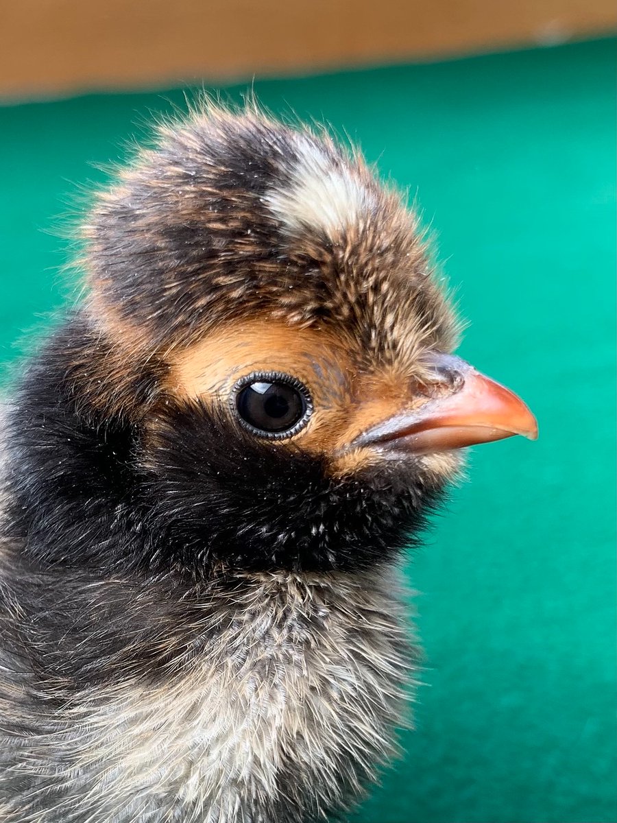 BEESUK_'s tweet photo. Using eggs to educate! Experience the excitement of hatching eggs or look after a Pygmy Hedgehog. Favoured by Early Years Practitioners, these exciting animal education projects have become popular amongst schools and care homes and even hobbyists.
https://t.co/YcWf5hAMFs https://t.co/fnkhxDIMoq