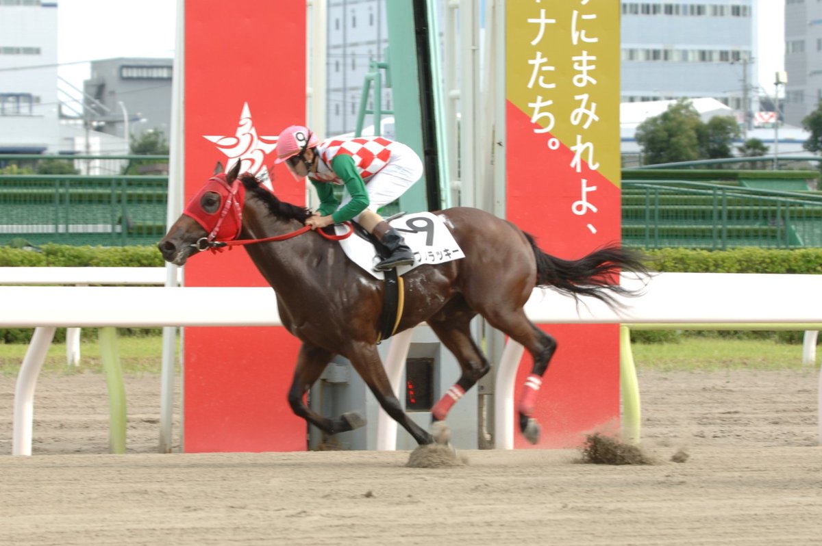 東京シティ競馬 Tck على تويتر そして 第3レースを制したのは サブノラッキー 好スタートから先手を取ると 最後は追い上げる ショウナンハチマン を振り切って勝利 関係者の皆さま おめでとうございます Tck T Co 3w4veuhicp T Co