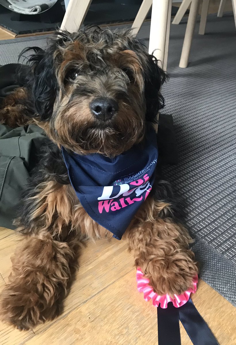 ClaireRob23's tweet photo. Yesterday Maple and her Cousins Jackie and Nellie did the big dog walk 5k for W4W. With the help of the lovely Ilkley ladies and family we raised £50 to add to your target …. @HelenMintVelvet @sarahdixon297 x x x https://t.co/qJ9nUnnLER