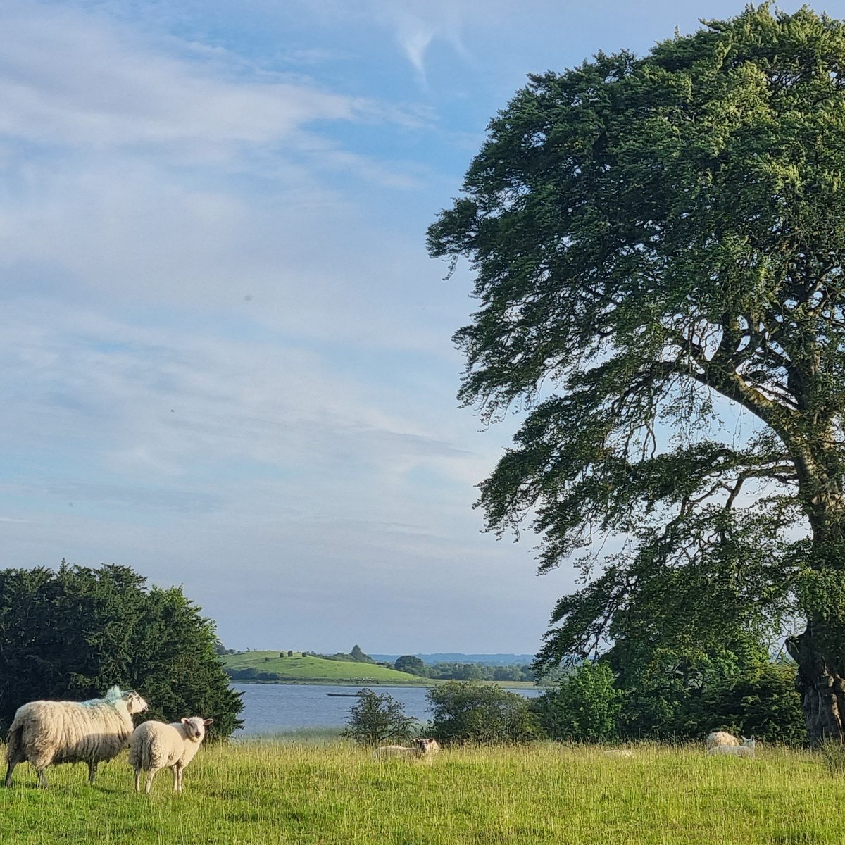 A stroll down the avenue #sheep
#keepdiscovering
#beech