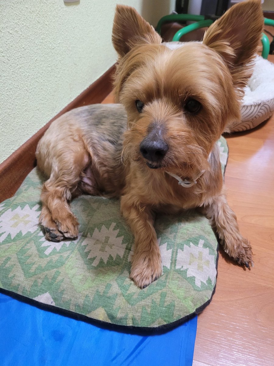 AlbyAL1's tweet photo. Yo: ¿Y este perro? 
5 segundos despues: COMO ENTRASTE AGENTE PERRY EL PERRO https://t.co/qjKndSLBLI