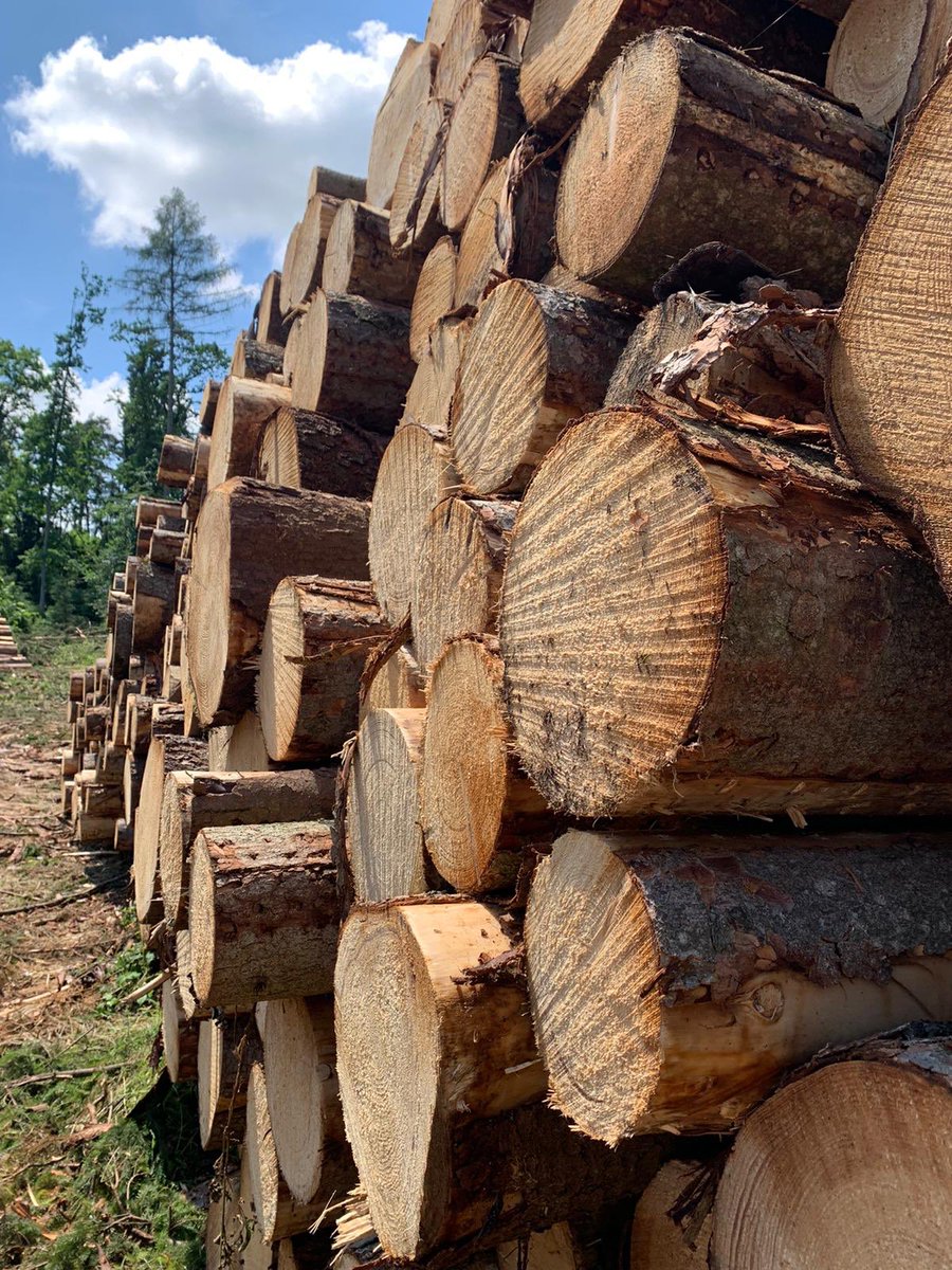 Unsere Mitarbeiter im Forst sind fleißig bei der Waldpflege, Danke!!