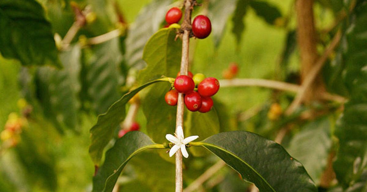 📰 Scientists are currently pointing to #climatechange as the leader behind Kona's latest coffee plant plague, as the notorious fungus tends to thrive in wetter and warmer climates.
 bit.ly/3wPyt96