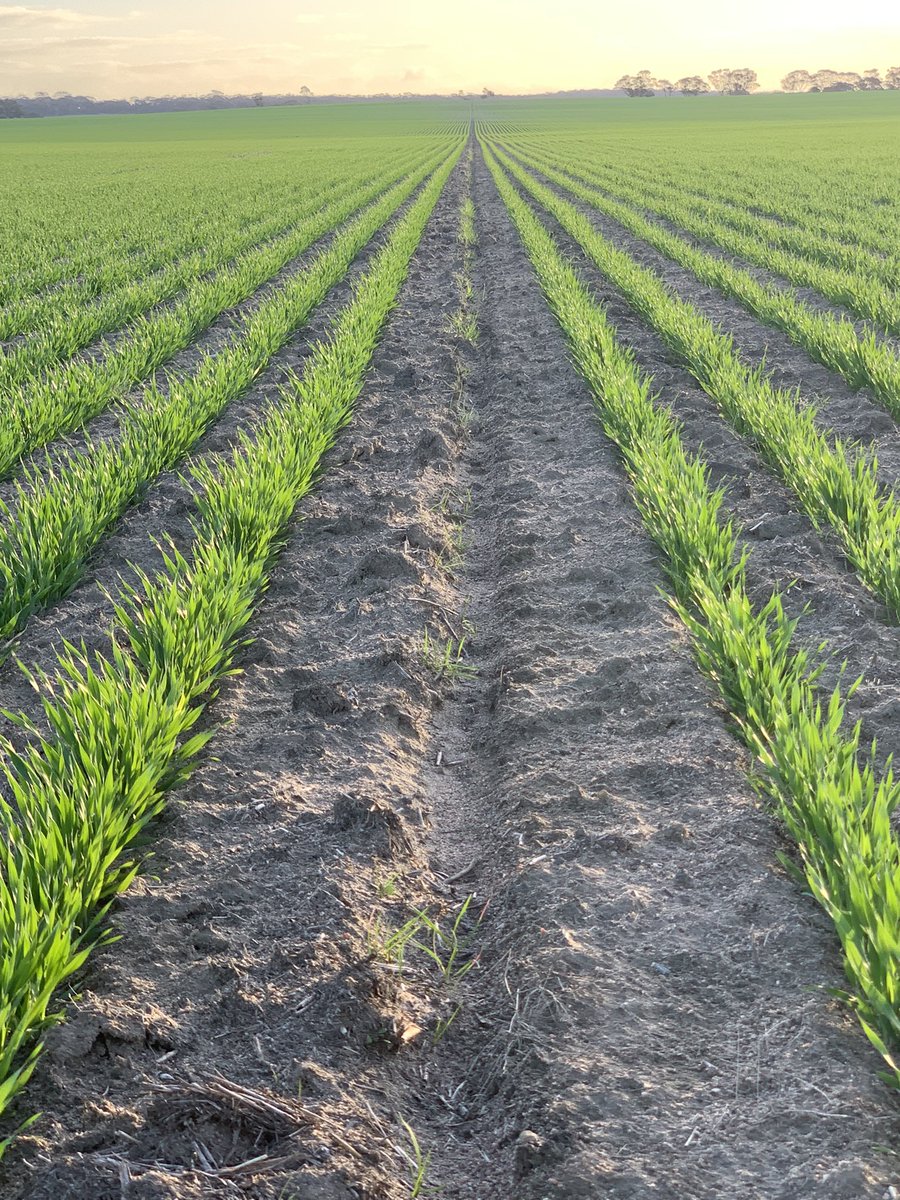 Overwatch &amp; trifluralin done a handy job in some Maximus. A blocked seed tube showing how the struggle to control ryegrass in the row is the battle. Narrower row spacing = more rows &amp; growth opportunities but increased competition… damned if you do, damned if you don’t 🤷🏼‍♂️