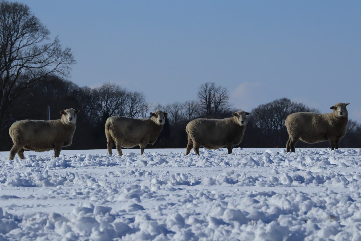 HighGroundBoss's tweet photo. Just posted fab #opportunity on our #LinkedIn group 4 #herdsperson nr #Marlborough. Search 4 #highgrounders & ask to join. @OfficersAssoc @RFEA_UK @The_W_E_A #aberdeenangus #suffolksheep #outdoorsisbetter Please share!! https://t.co/VlIwItLP9b