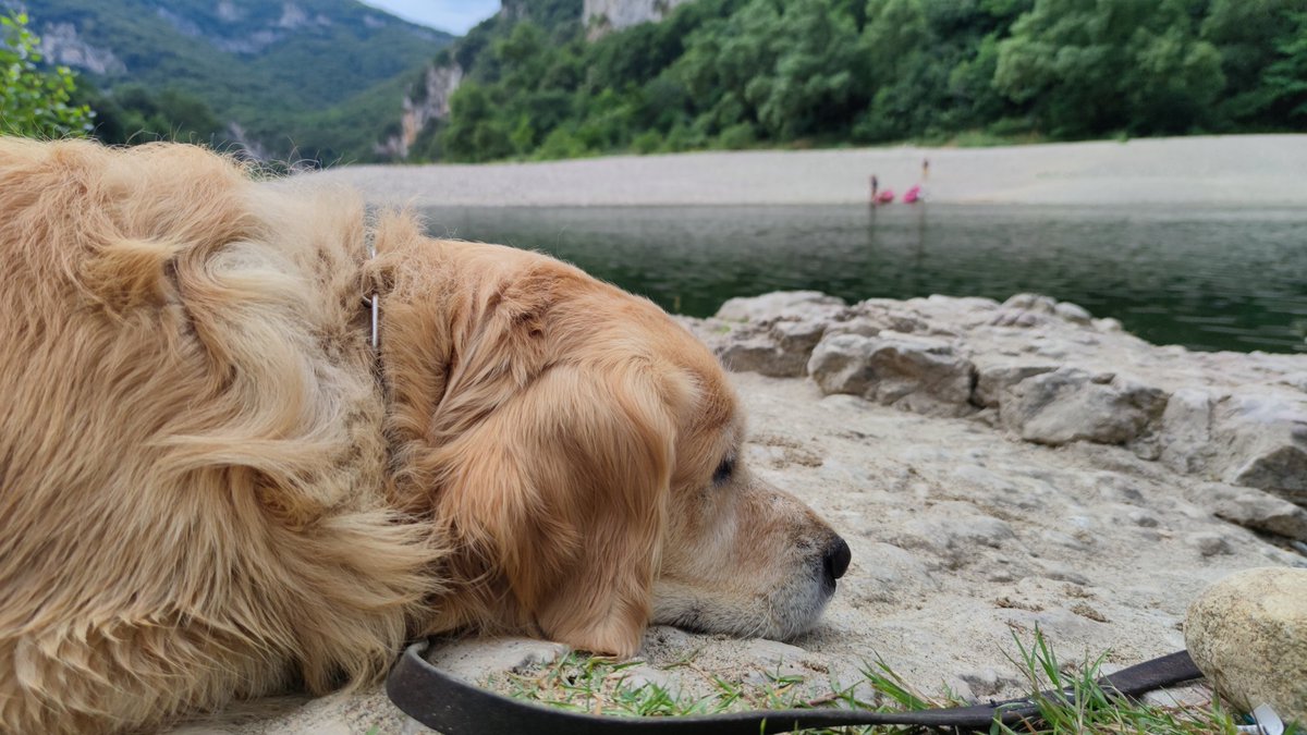 Mozart_57's tweet photo. Today, I swim at Vallon-Pont-d'Arc
#goldenretriever #Ardèche https://t.co/7vYqUvSzLw