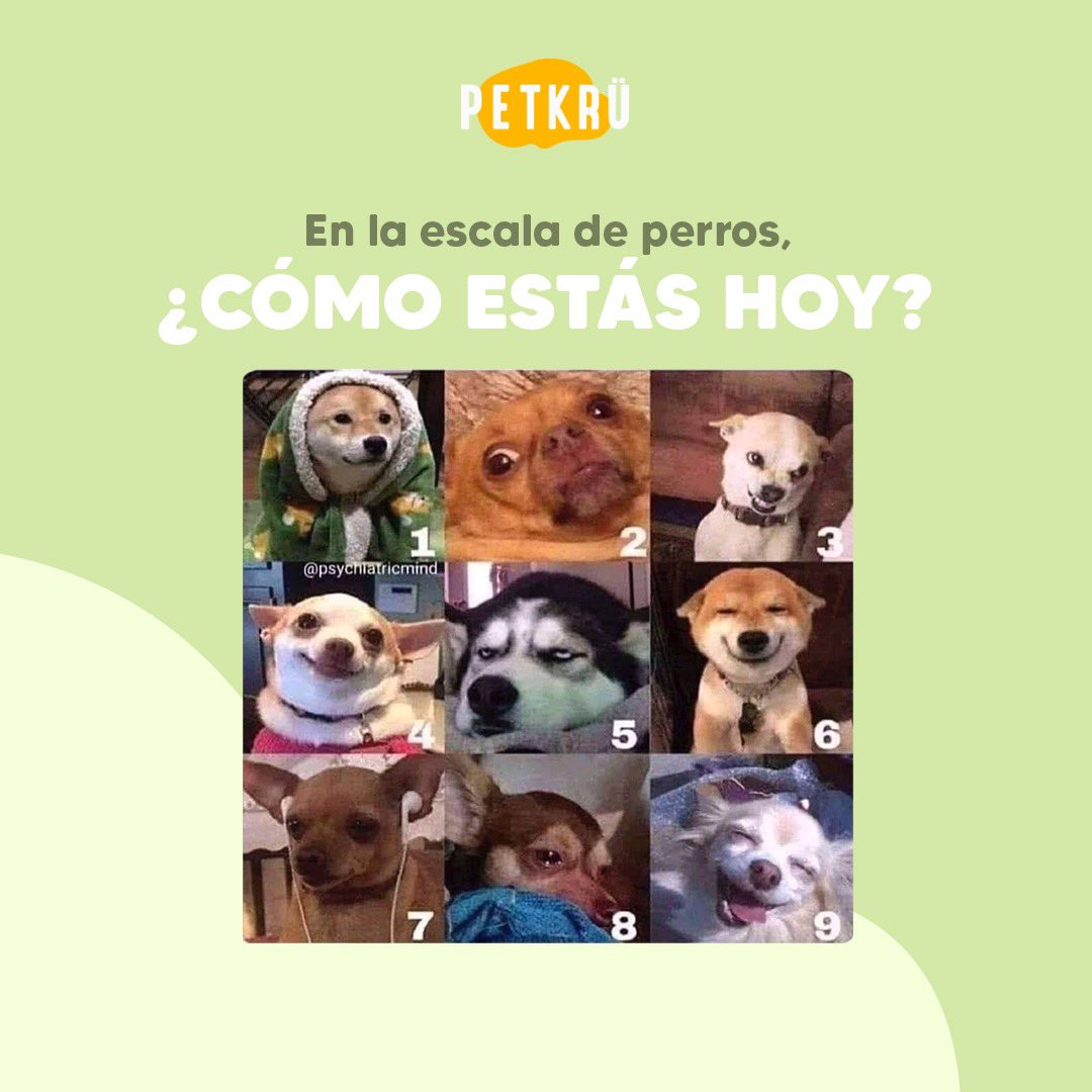 🐶 Nosotros somos un rotundo 9, ¿y tú?