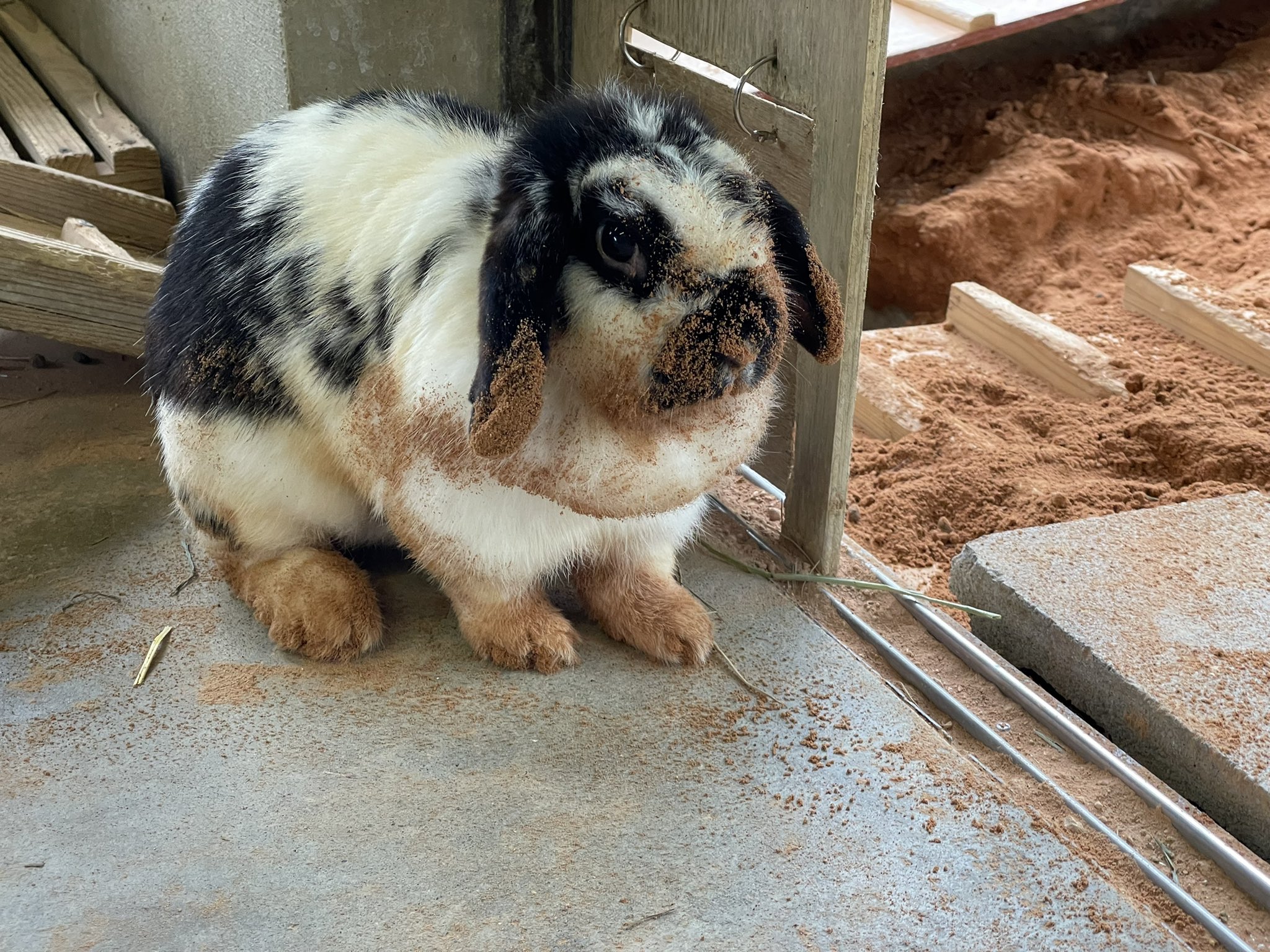 足羽山公園遊園地 穴掘り後 土だらけでご満悦 な のんちゃん 出演者 のんちゃん ウサギ ホーランドロップ 福井 Fukui 福イイネ 足羽山 足羽山公園 足羽山公園遊園地 足羽山動物園 Asuwayamazoo 動物園 ウサギ ホーランドロップ 穴